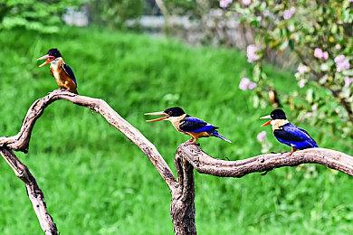 《绿林侠盗：亡命之徒与传奇》免费更新 加入新PvE模式州府盗宝